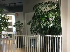 -东方名猫馆·英短金渐层布偶猫舍(环线广场1号楼店)