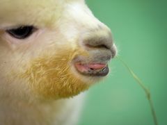 -藦茜花园宠物主题亲子互动体验馆(国顺东路店)