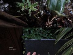 -谷咖啡·鲜花绿植花园餐厅