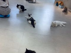 -Heymao猫咖.咖啡厅(东门店)