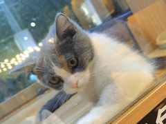 -欣宠猫屋·矮脚拿破仑·蓝金金渐层