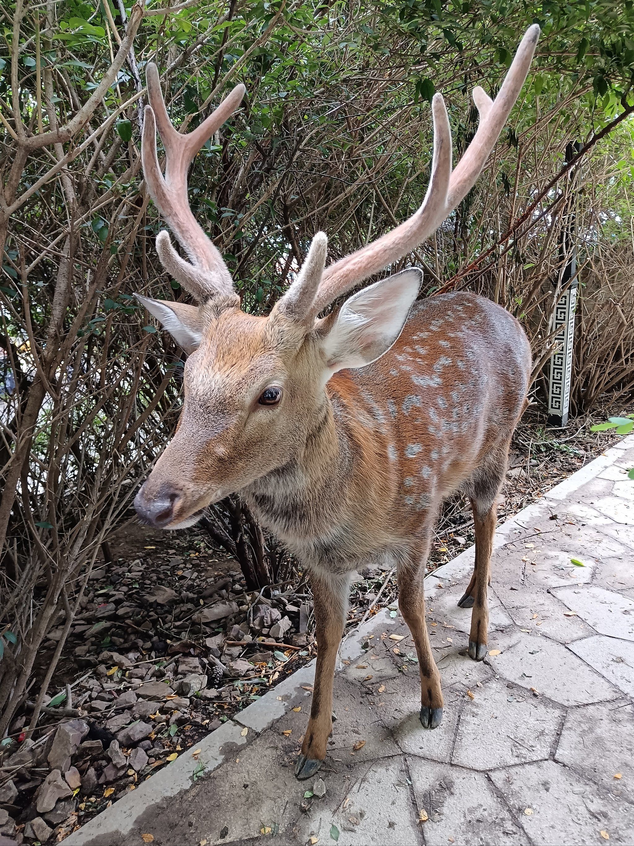 0元玩转这座城莲花山上的小鹿已经是名扬