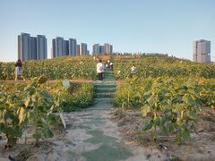 -光明小镇欢乐田园
