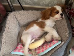 -天宠宠物医院24小时·急重症诊疗中心·全科·腔镜特色(和平分院)