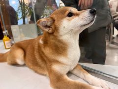 -共舞时光猫咖·狗咖(新街口店)