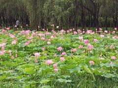 -东郊湿地公园
