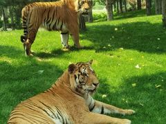 -北京野生动物园