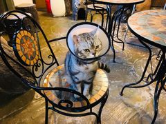 -猫猫幼稚园·撸猫·桌游·电玩
