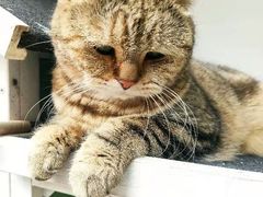 -喵屿·大理花园猫咖