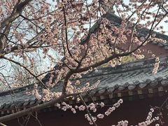 -桃花堤公园