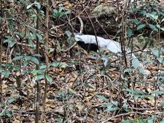 -武夷山风景名胜区-虎啸岩