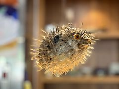 -天正河鲀·河豚亭(大连店)