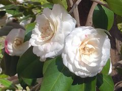 -苏州卫生职业技术学院(石湖校区)