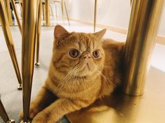 -飞行喵MR PILOT|猫舍·猫咖(静安大融城店)