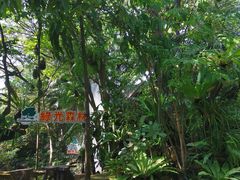 -绿光森林餐厅