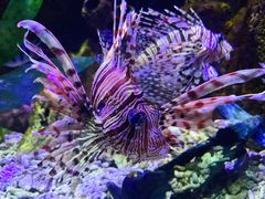 -太平洋海底世界