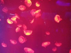 -芜湖新华联大白鲸海洋公园