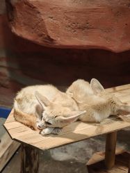 -Zoolung Zoolung动物主题公园(海信广场店)