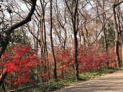 -紫金山山顶公园