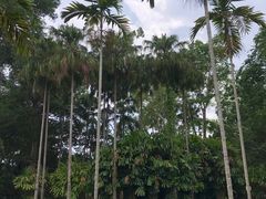 -中国科学院西双版纳热带植物园