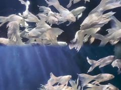 -西安曲江海洋极地公园