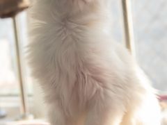 -欧奕国际动物医院