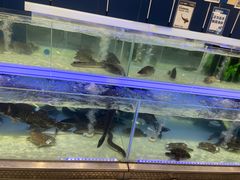 -盒马X会员店(上海森兰商都店)
