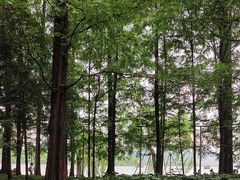 -西湖外事游船(花港观鱼码头)