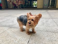 -悠尼宠物·独立低压伊珊娜洗护·美容·寄养(兰谷路店)