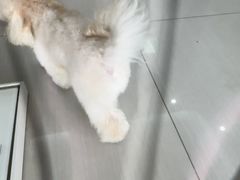 -全心全意连锁动物医院·微创中心·内科急重症·心脏专科(丰管路店)