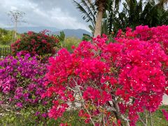 -亚龙湾国际玫瑰谷