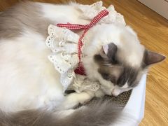 -啵啵喵·猫咖(攀华国际店)