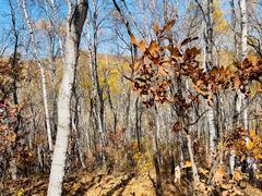 -塞罕坝国家级自然保护区