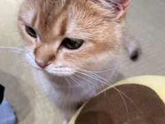 -逗柴咖啡屋·狗咖猫咖宠物桌游