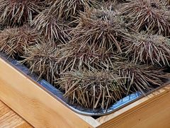 -鮨乐亭Omakase·海胆宴