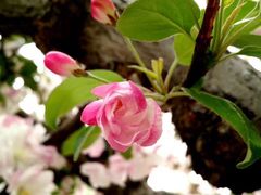 -海棠花溪(元大都城垣遗址公园)