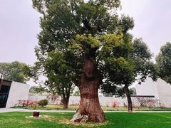 -养云安缦吧THE BAR