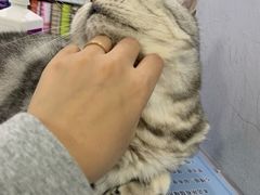 -喵的天空名猫咖啡馆·撸猫·猫舍·用品