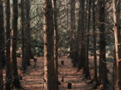 -桤木河湿地公园