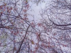 -桃花堤公园