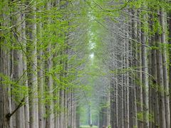 -黄海国家森林公园