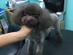 -宠伴小精灵宠物店(鼓楼店)