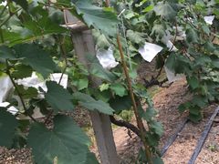 -马陆小张葡萄园农家乐