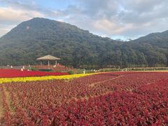 -广州市石门国家森林公园