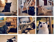 -猫咖时代(中山亭店)