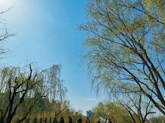 -大宁郁金香公园-停车场