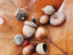 -国家植物园南园