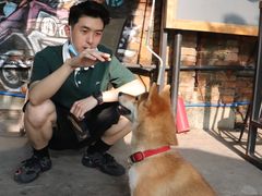 -柴犬高等学院·狗咖·柴犬售卖·宠物训练