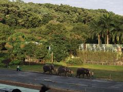 -深圳野生动物园