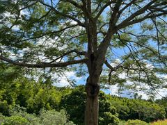 -中国科学院西双版纳热带植物园